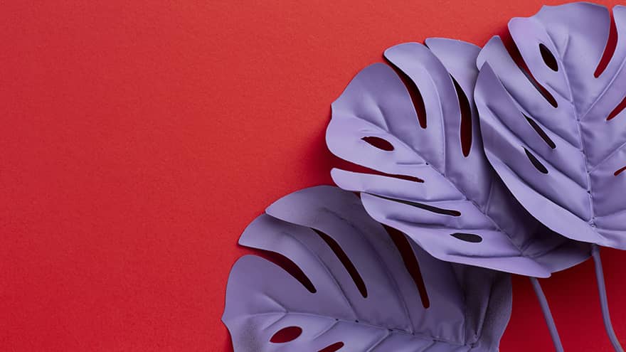 bio seaweed natural plastic