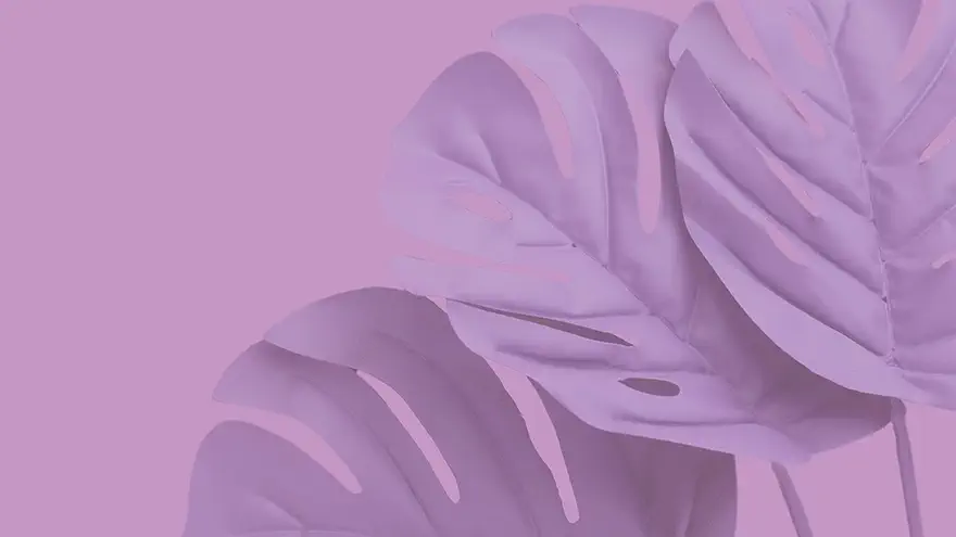 bio seaweed natural plastic